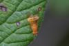 Sapromyzosoma laevatrispina
